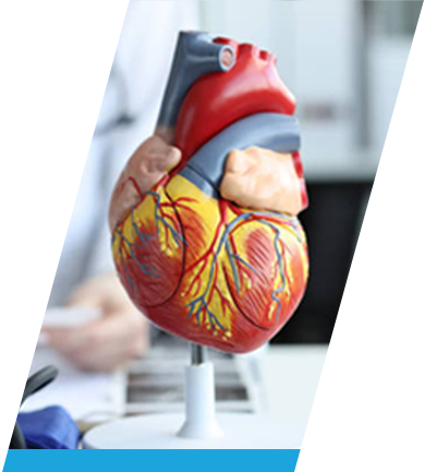 Produtos </br> Anatômicos