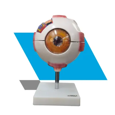 ANATOMIA GLOBO OCULAR OLHO HUMANO DESMONTÁVEL EM 8 PARTES