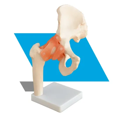 ARTICULAÇÃO DO QUADRIL EM TAMANHO REAL 