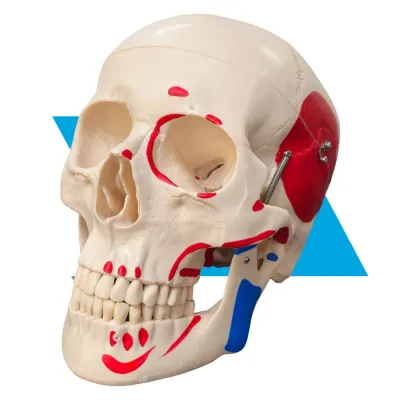 Crânio em Tamanho Natural com Músculos Pintados