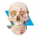 Crânio em Tamanho Natural com Músculos Pintados