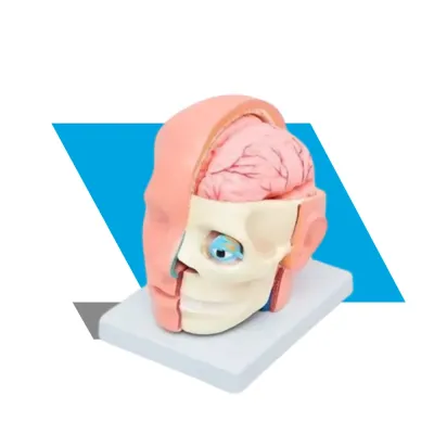 MODELO ANATÔMICO DA CABEÇA COM CÉREBRO EM 10 PARTES