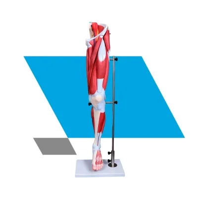 MODELO ANATÔMICO DA PERNA COM MÚSCULOS DESTACÁVEIS