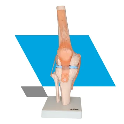 MODELO ANATÔMICO DE ARTICULAÇÃO DO JOELHO HUMANO