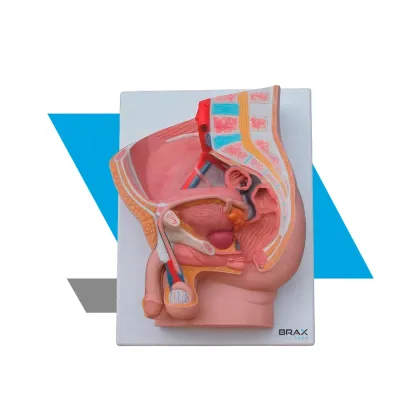 MODELO ANATÔMICO DE PELVE MASCULINA – SEÇÃO MEDIANA EM 2 PARTES