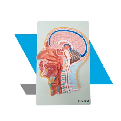MODELO ANATÔMICO DE SECÇÃO MEDIANA DA CABEÇA HUMANA