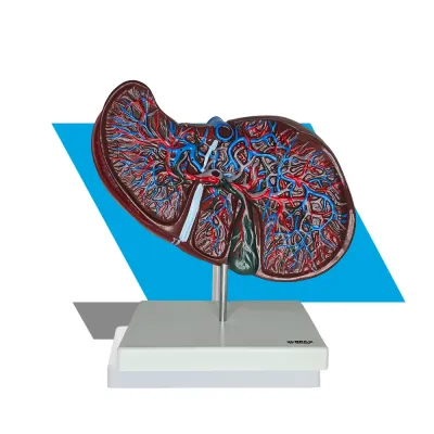 MODELO ANATÔMICO DO FÍGADO – ESTRUTURA VASCULAR COLORIDA EM BASE