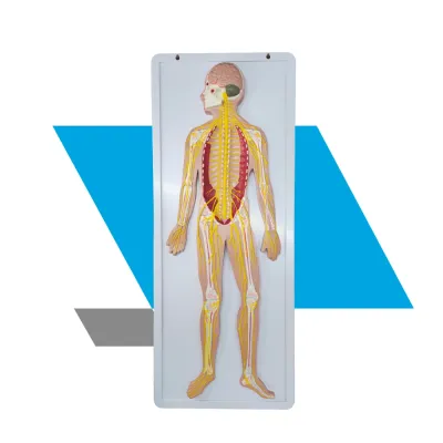 MODELO ANATÔMICO DO SISTEMA NERVOSO HUMANO EM PRANCHA