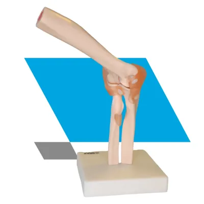 MODELO DA ARTICULAÇÃO DO COTOVELO EM TAMANHO NATURAL