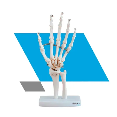MODELO DE ARTICULAÇÃO DE MÃO EM TAMANHO REAL