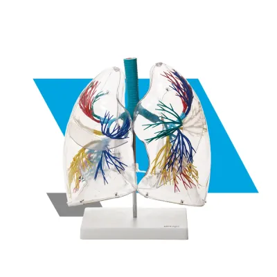 MODELO DE SEGMENTO PULMONAR TRANSPARENTE