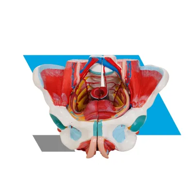 MODELO PELVE FEMININA ANATÔMICA