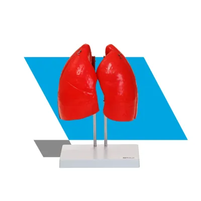 MODELO PULMONAR DIDÁTICO EM 04 PARTES
