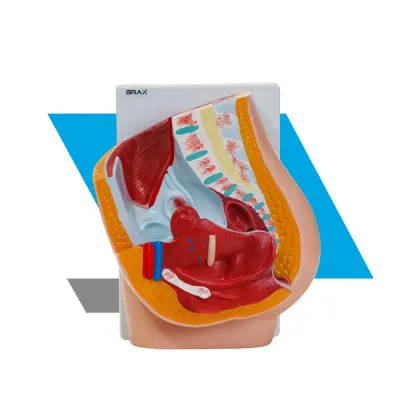 SEÇÃO DE PELVE FEMININA HUMANA EM 02 PARTES