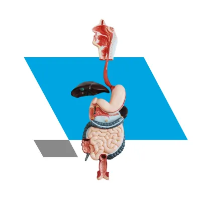 SISTEMA DIGESTIVO EM TAMANHO NATURAL