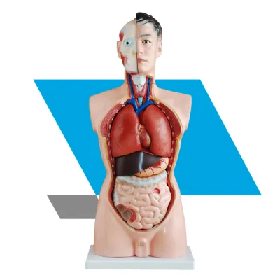 TORSO MASCULINO 85CM – MODELO ANATÔMICO COM 19 PARTES