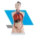 TORSO MASCULINO 85CM – MODELO ANATÔMICO COM 19 PARTES