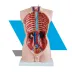 TORSO MASCULINO 85CM – MODELO ANATÔMICO COM 19 PARTES